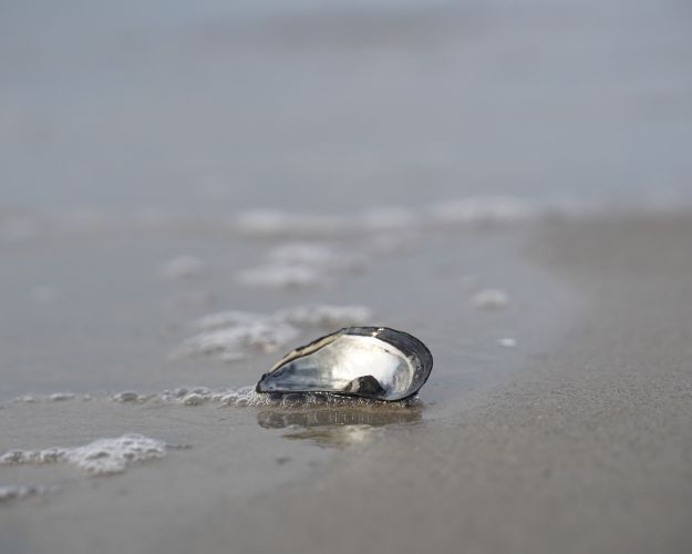Musling på strand