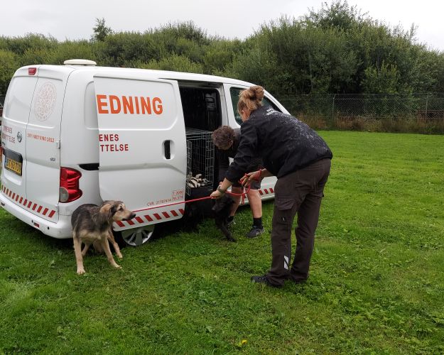 En hund er i gang med at blive reddet af 1812