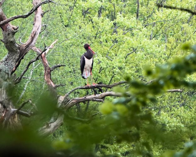 Sort stork 