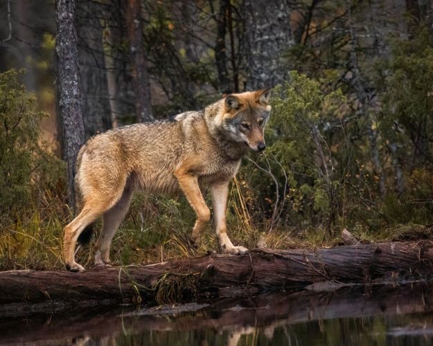 Det skal være strafbart at fodre ulvene, ligesom mennesker må vænne sig til at holde afstand, når ulvene har hvalpe - ligesom vi gør med flere andre arter. Det mener Dyrenes Beskyttelse. Foto: Asger Thielsen / Dyrenes Beskyttelse.