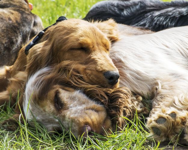 Hunde hviler sig ved hinanden