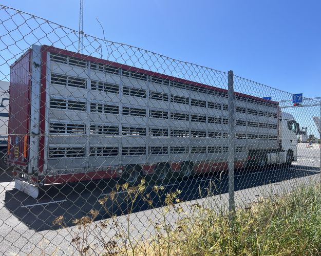 dyretransport på vej ud af danmark