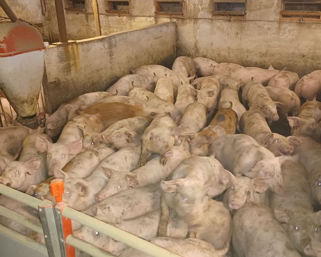 Fødevarestyrelsen gav en anmærkning her. Ikke for antallet af grise, men fordi der manglede en trælægte i den sorte beholder til venstre i billedet. Det skulle udgøre rode- og beskæftigelsesmateriale for grisene. Foto: Fødevarestyrelsen