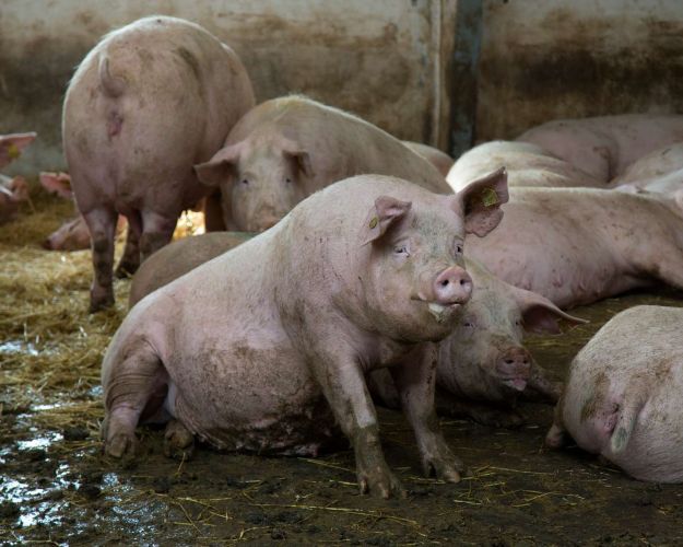 Massiv kritik fra Rigsrevisionen, 1500 manglende opfølgende kontroller og gentagne afsløringer af elendig dyrevelfærd kalder på omfattende ændringer af dyrevelfærdskontrollen.