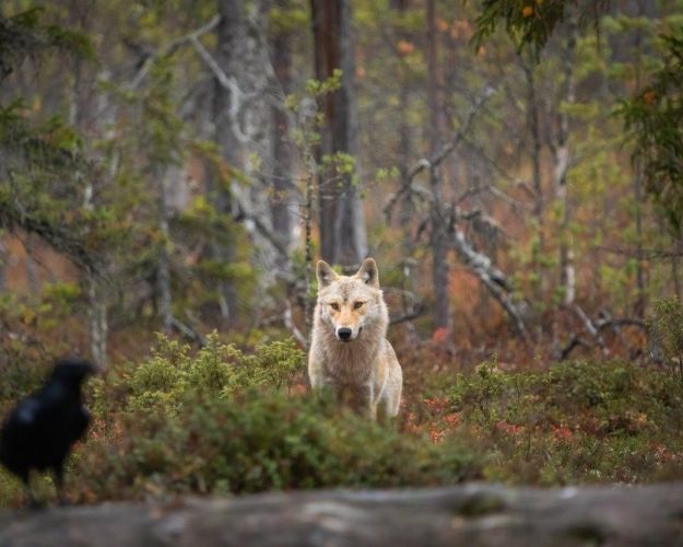 En ulv står ude i skoven og kigger på en fugl