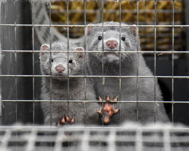 Minkavl er snart fortid i Danmark, hvilket vækker stor begejstring hos Dyrenes Beskyttelse. Foto: Cathrine Cocks/Dyrenes Beskyttelse