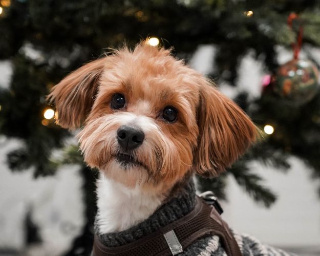 Hund til julekampagne