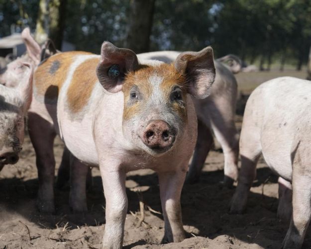Onsdag starter behandlingen af det mest underskrevne borgerforslag, der vil forbedre forholdene for grisene.