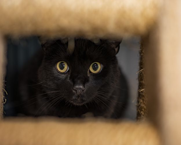 Gammel overtro gør det sommetider svært at være en sort kat. Men de sort katte er ligeså dejlige som alle de andre farver katte, mener familiedyrschef. Foto: Dyrenes Beskyttelse
