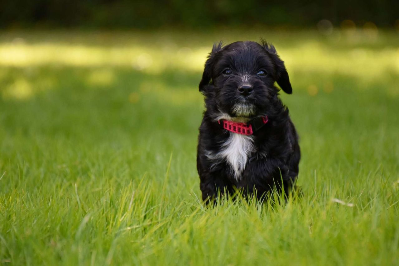 sort og hvid hvalp på græsplæne