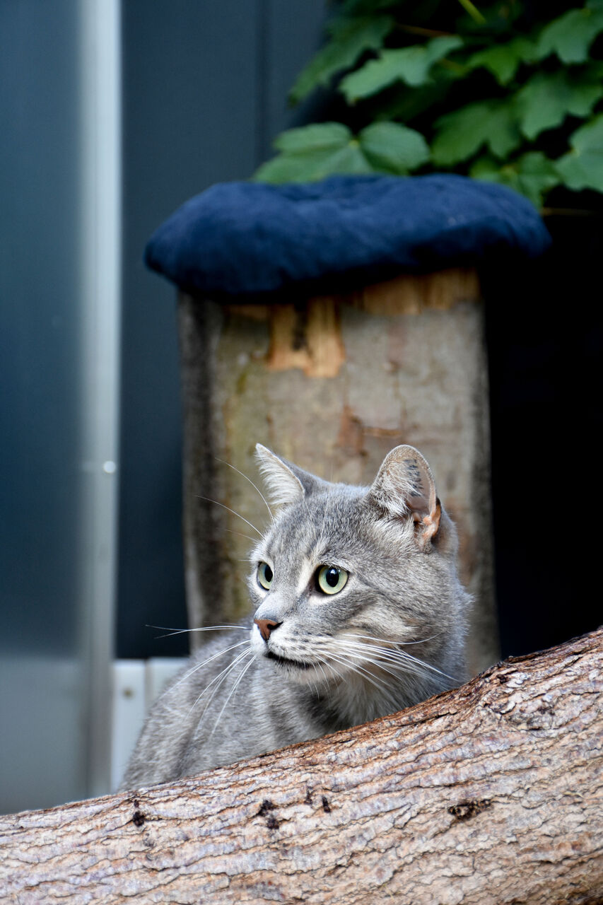Kattepension Nordjylland - kat udendørs