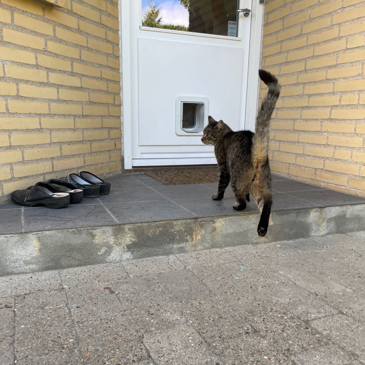 IKKE DIN KAT