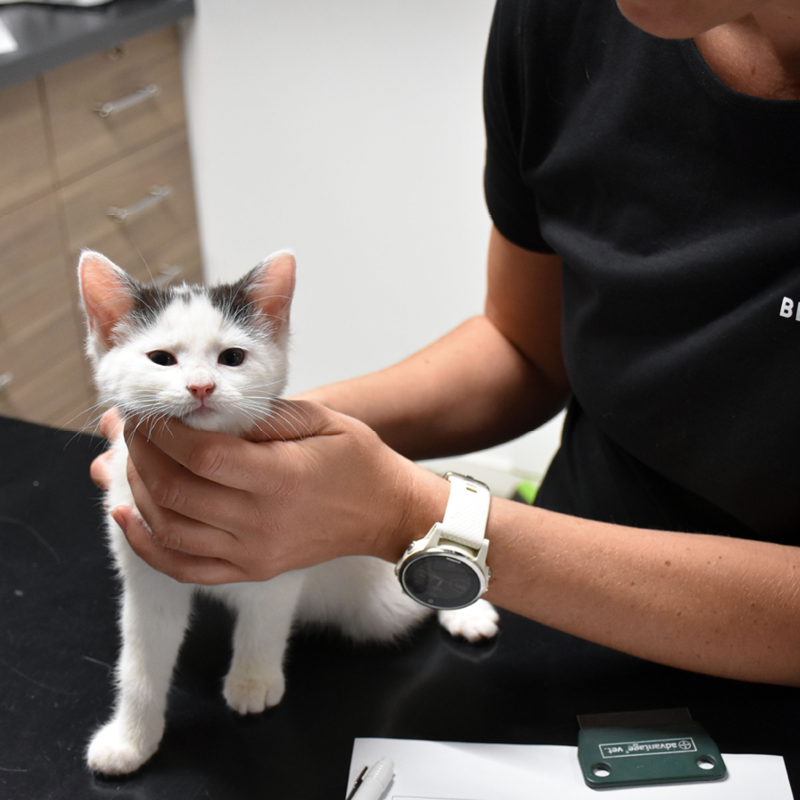 HUSK VACCINEN OG HOLD KATTEN VED GODT HELBRED