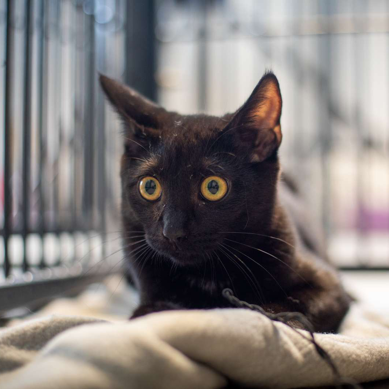 NYTÅR ER SJÆLDENT FESTLIGT FOR KATTEN