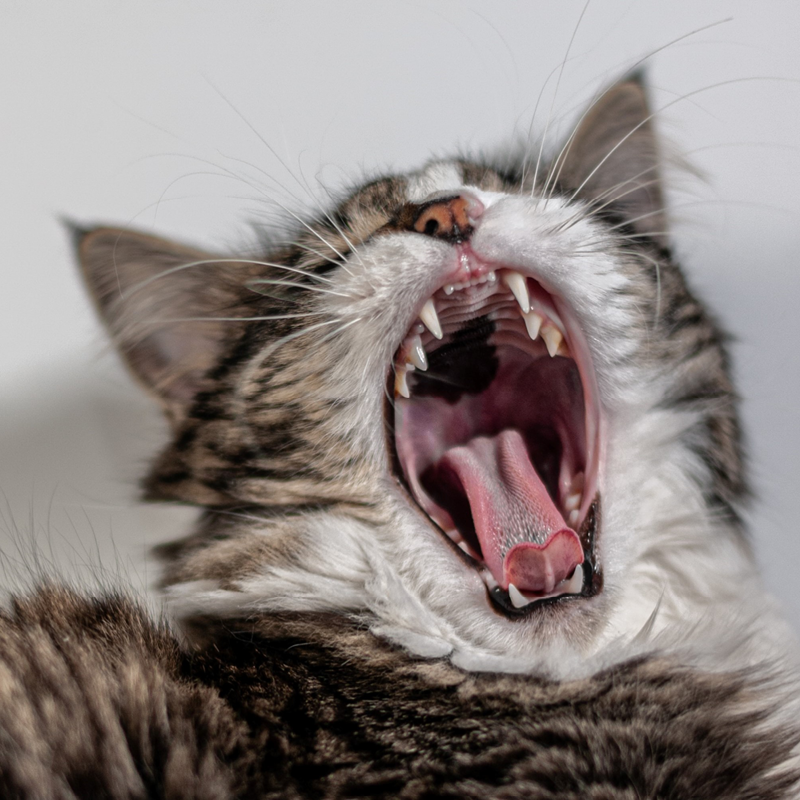 KATTE SKAL OGSÅ TIL TANDLÆGEN
