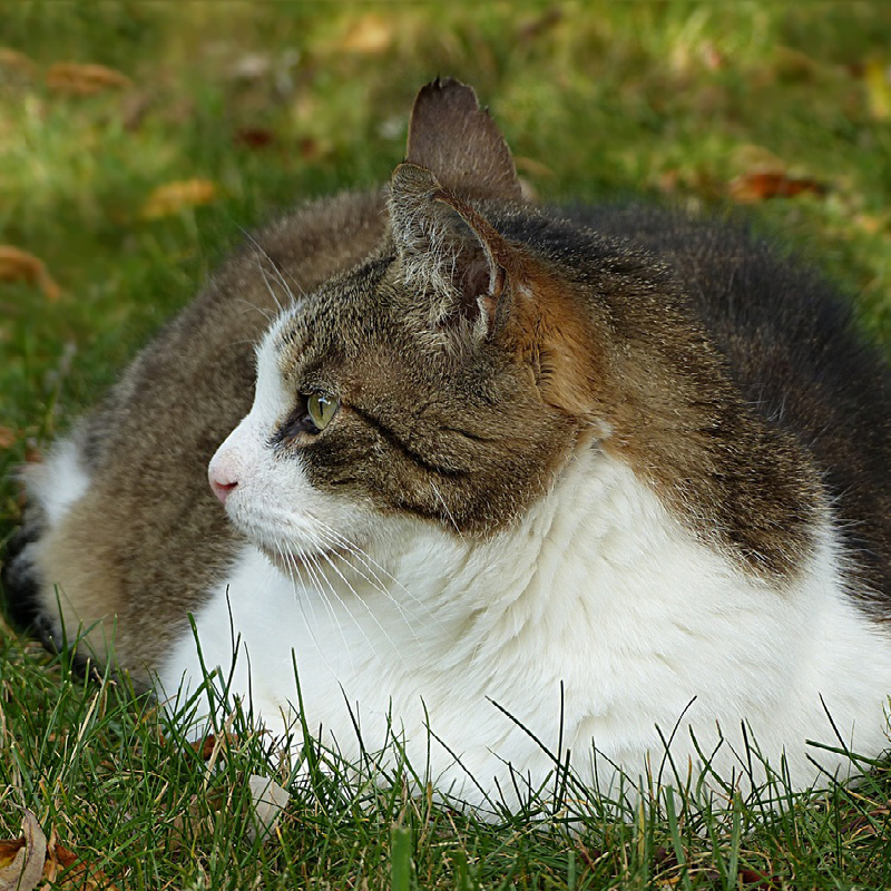 TRÆNGER KATTEN TIL EN SLANKEKUR?