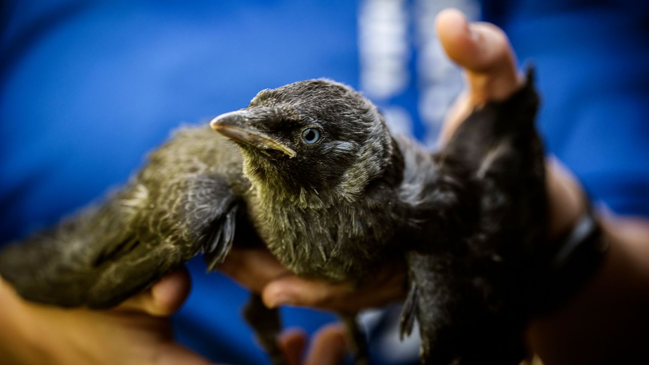 Fugl i dyreambulancen