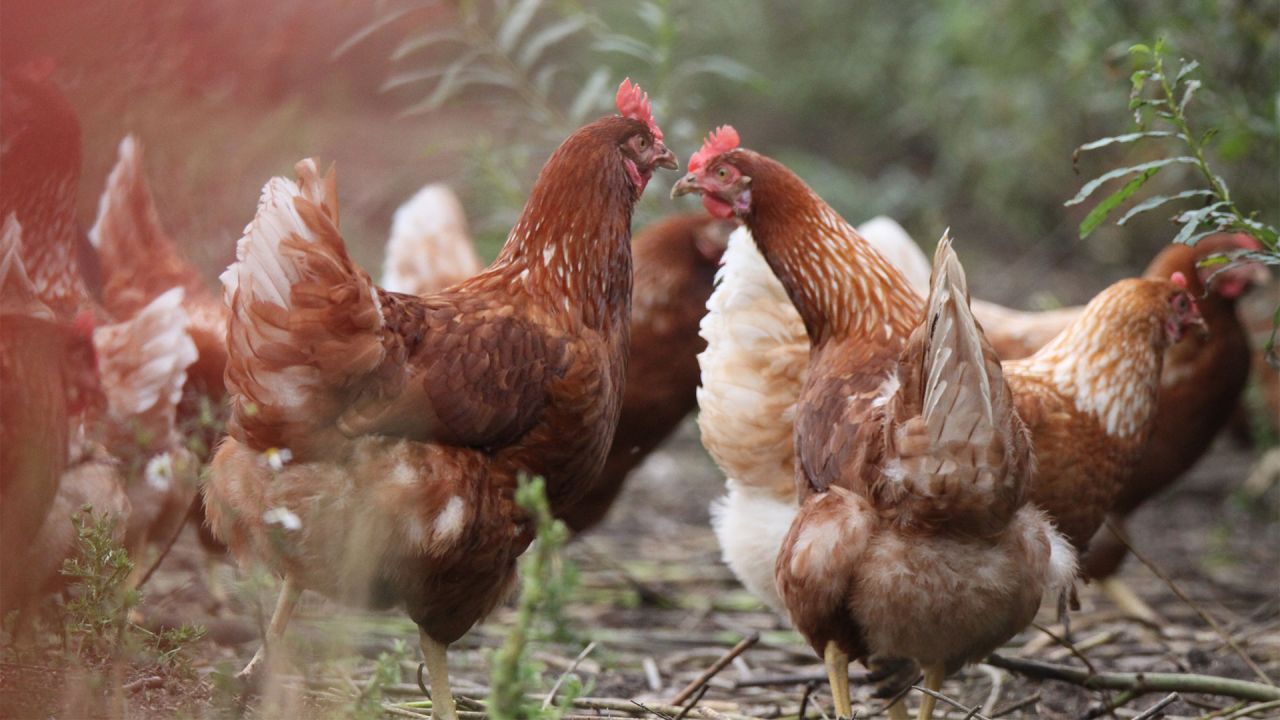 Fritgående høns