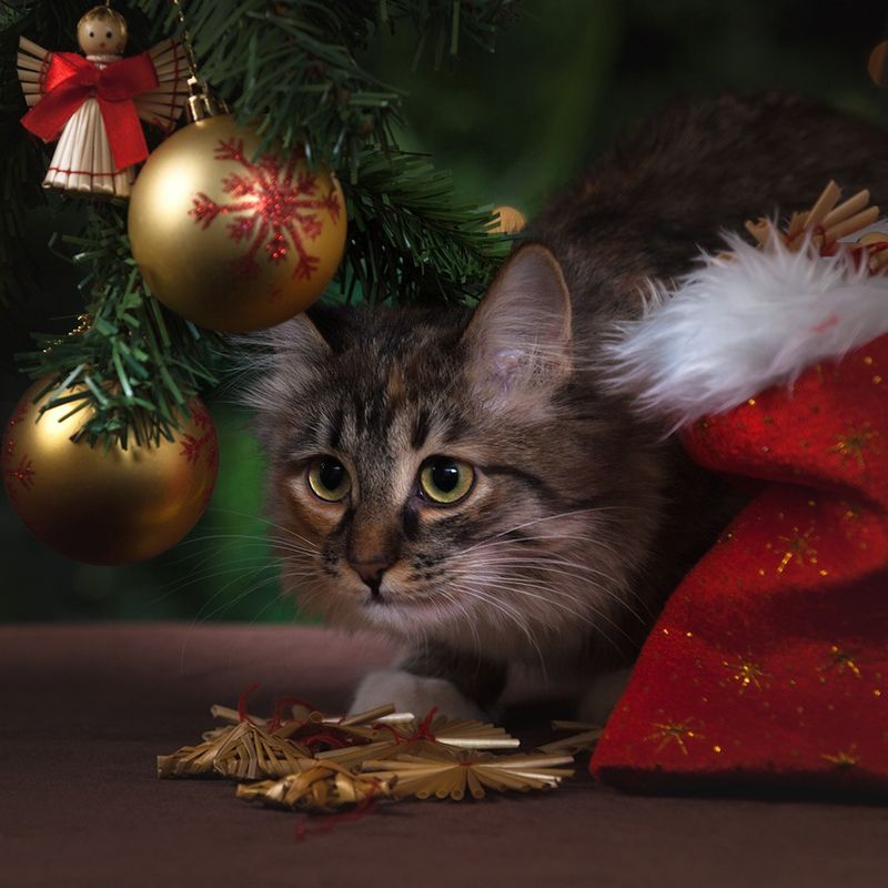 JULEPYNT ER FARLIGT FOR KATTEN