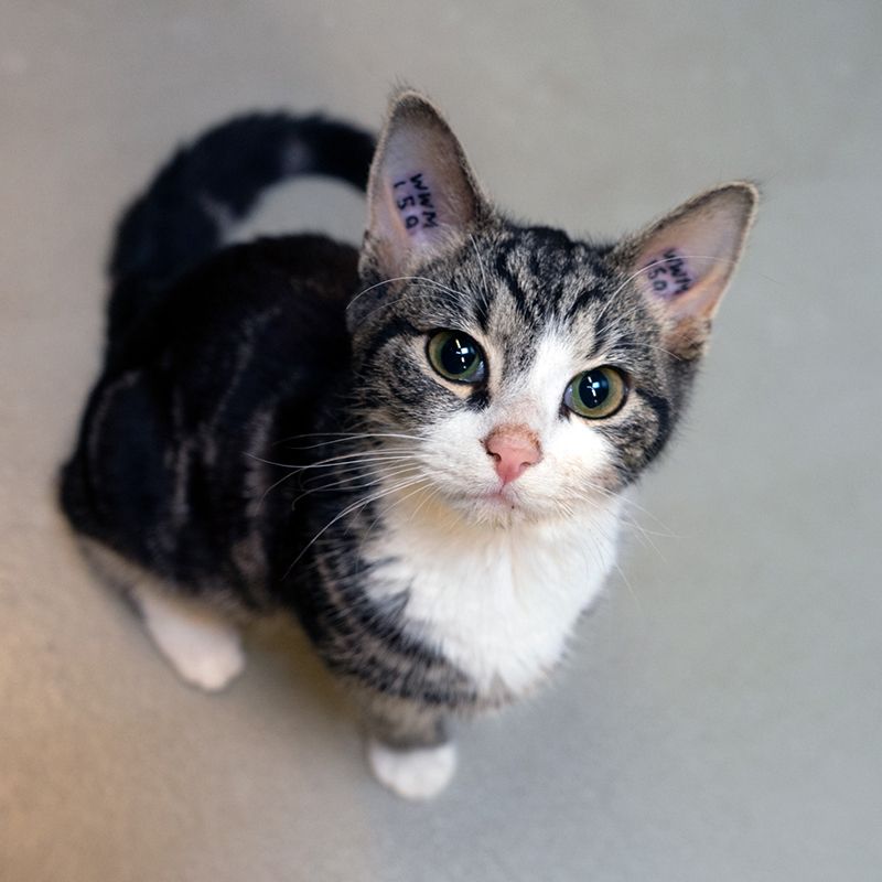 øretatoveret kat