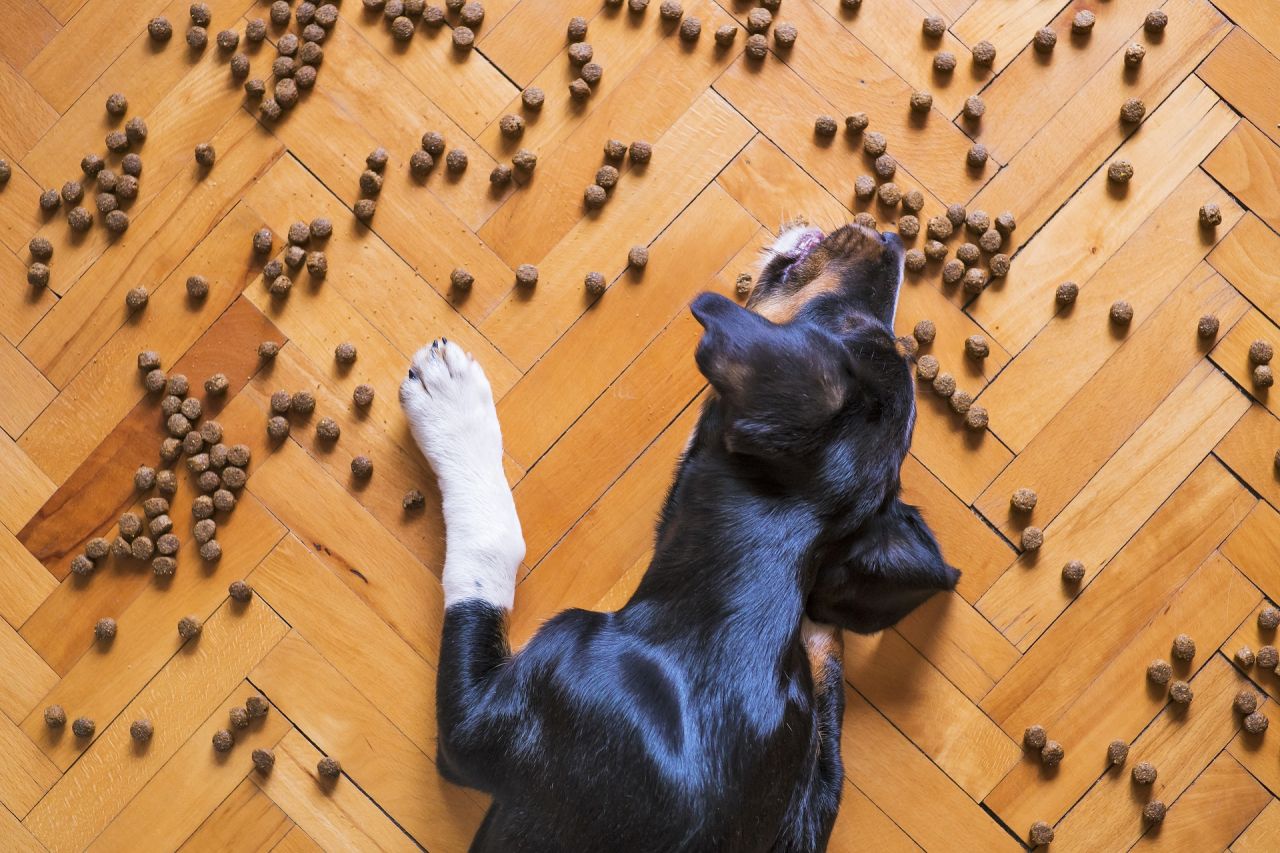 hund mad