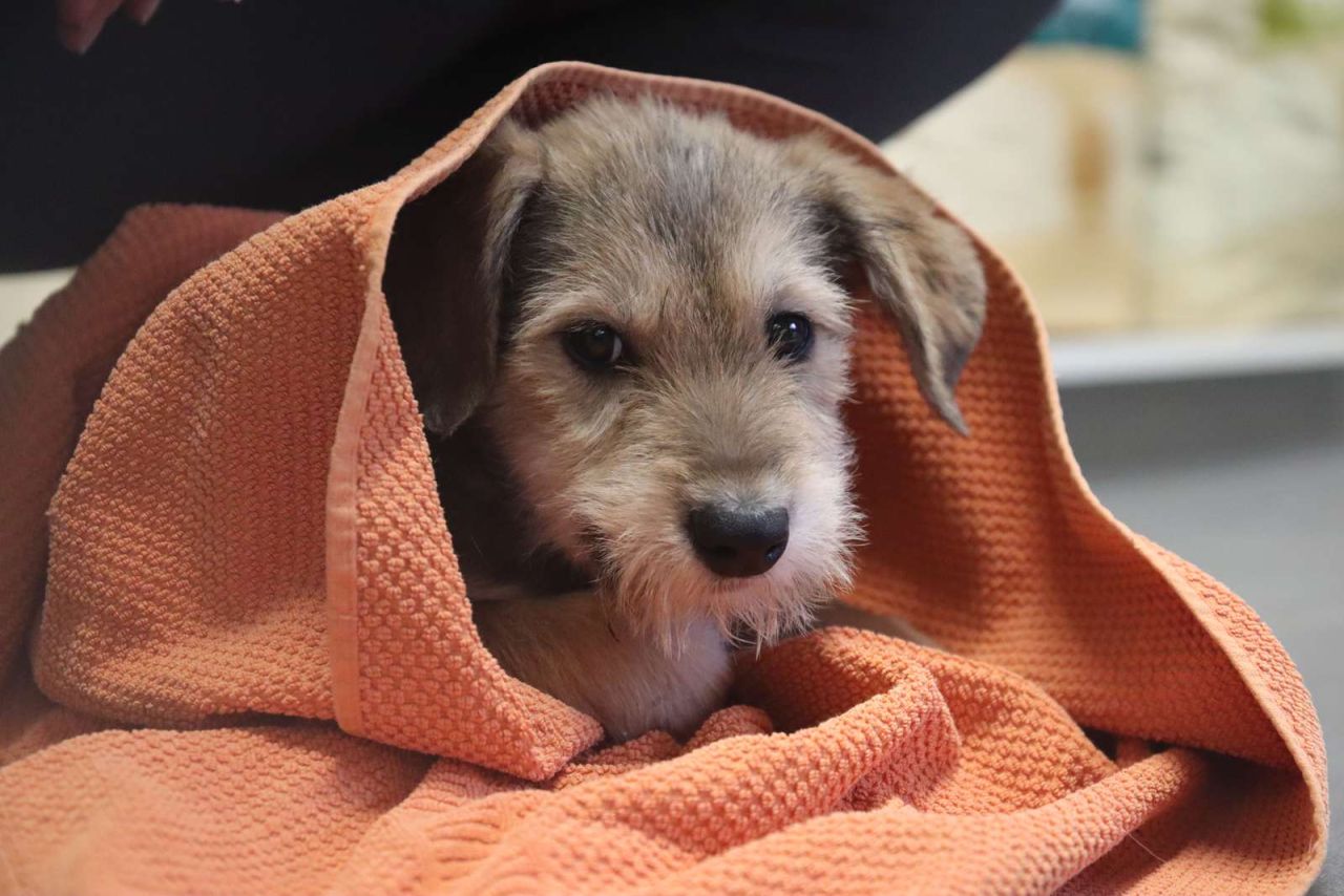 Hund i håndklæde