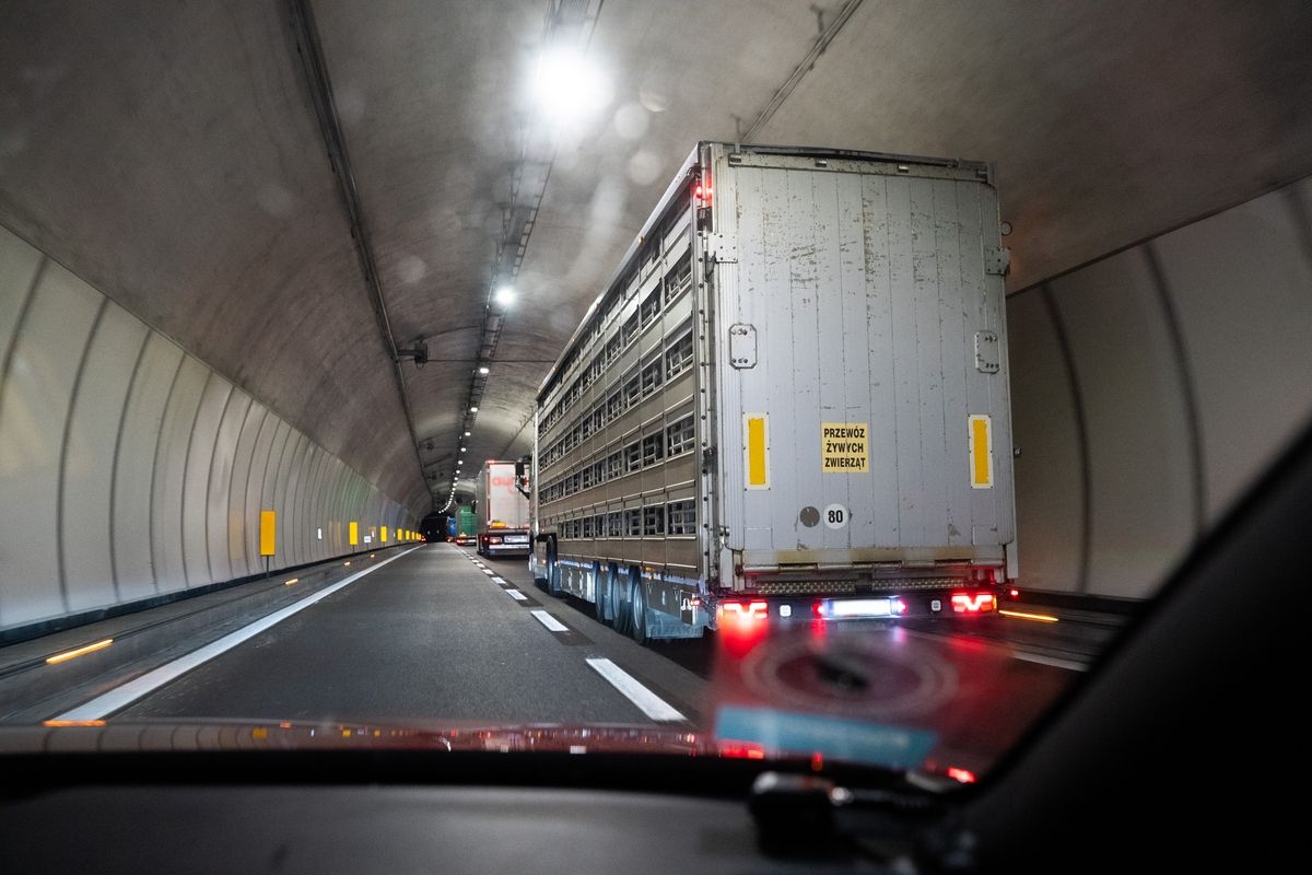 Dyretransport