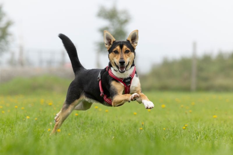 Hund i fuld firspring