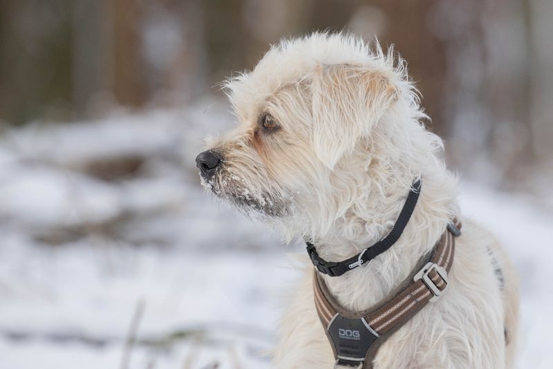Hund i sne