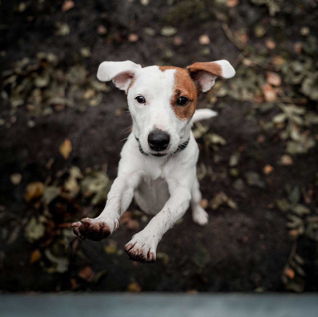 Hund kigger op