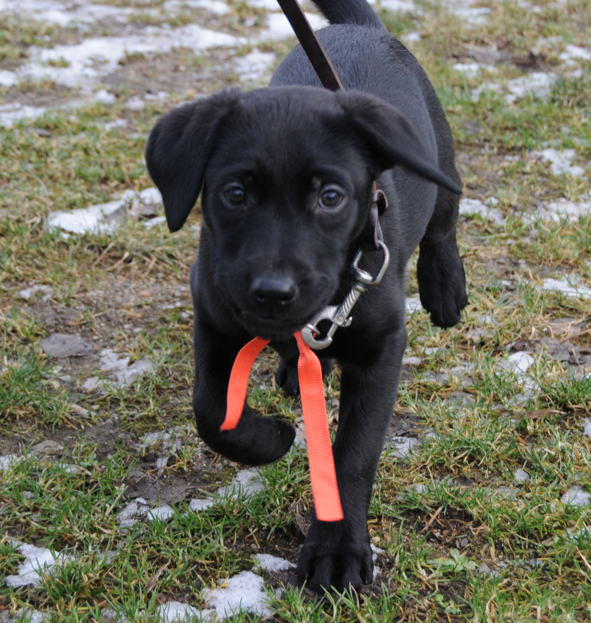 Sort hund