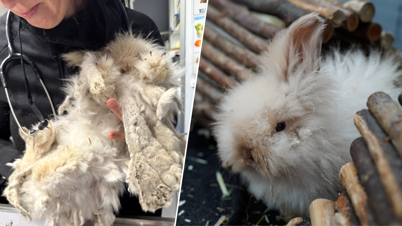 Før og efter billede af kanin