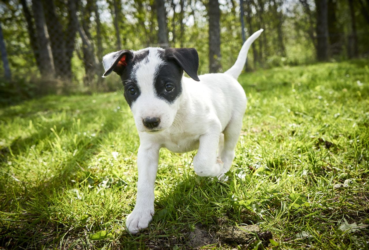 Hundehvalp