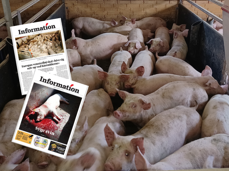 Forsider fra aviser med grise i baggrunden