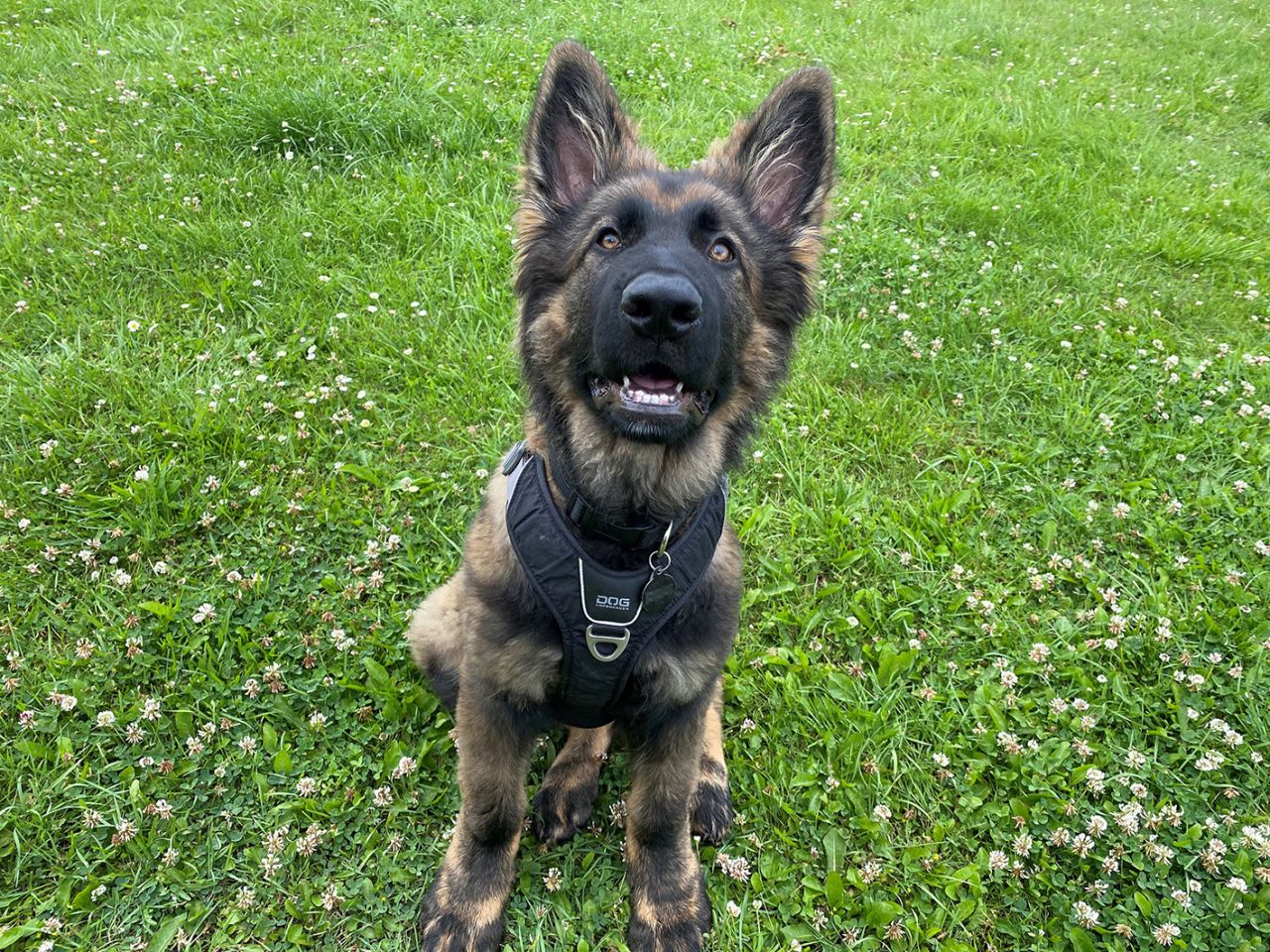 hund på græsplæne Roskilde Dyreinternat