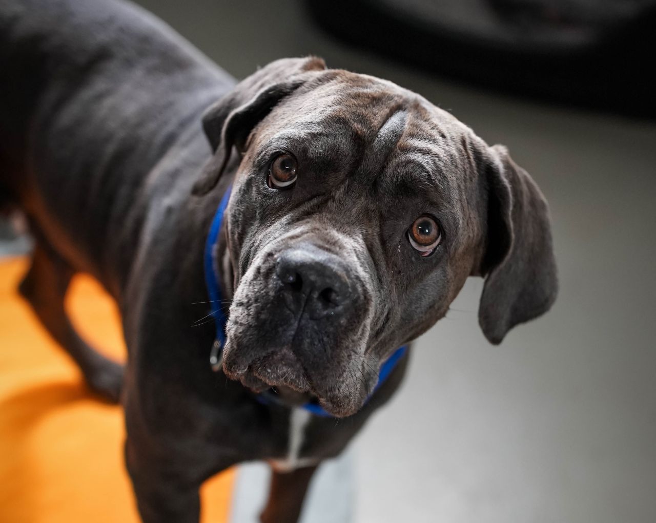 hund på nordjyllands dyreinternat kigger i kameraet
