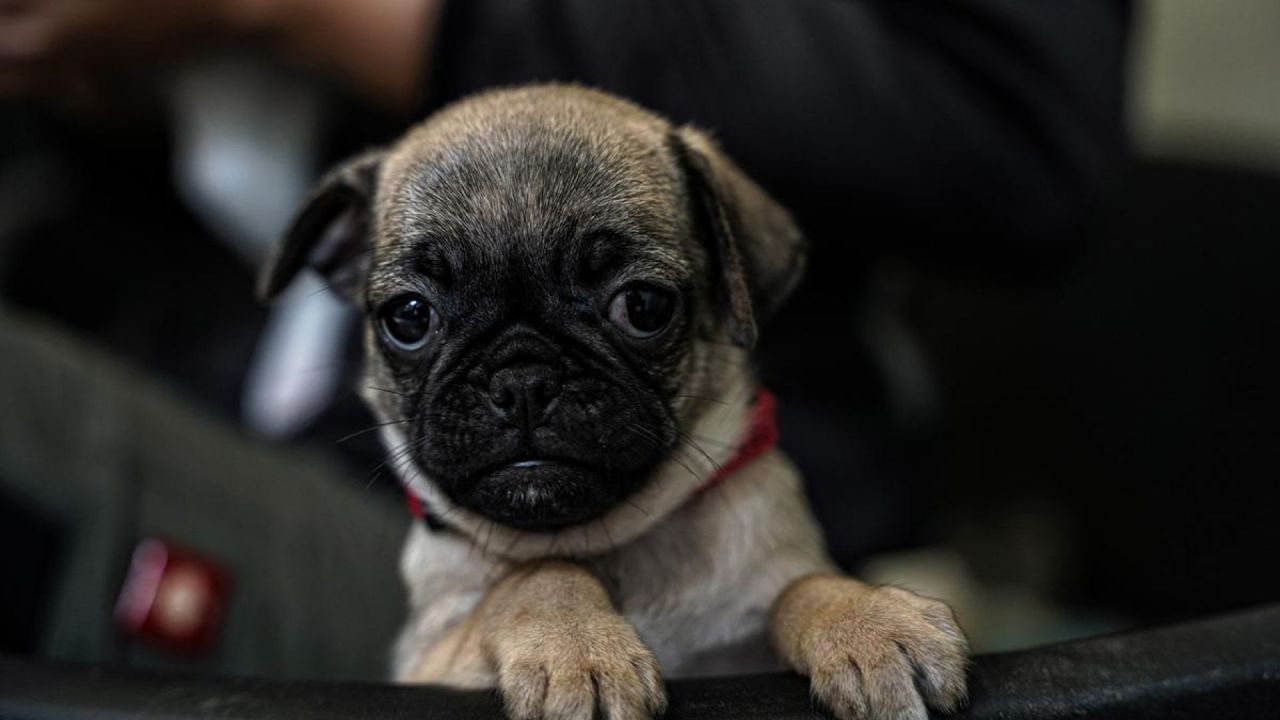 Hund fra dyreinternat kigger i kameraet