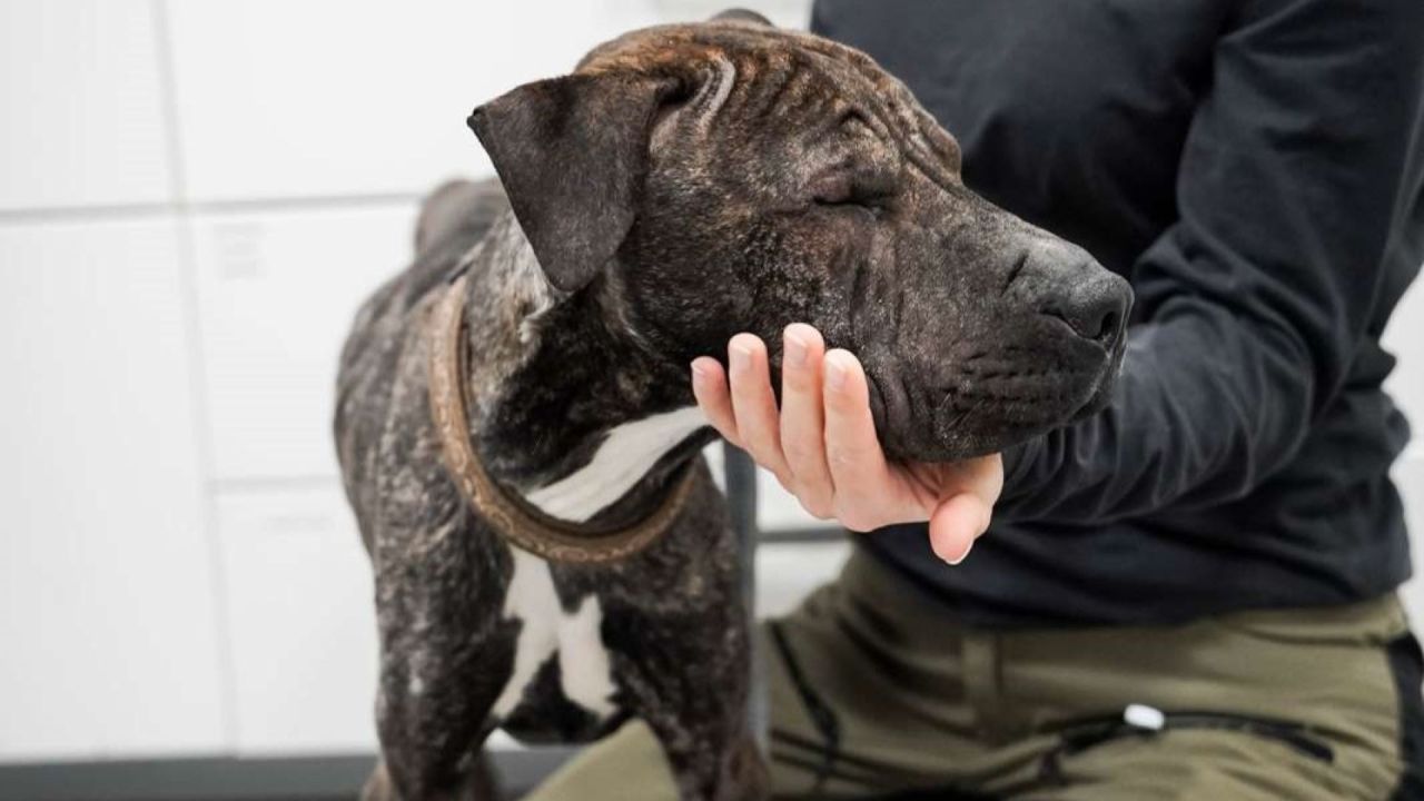 Hunden Sigurd kæles af dyrepasser 