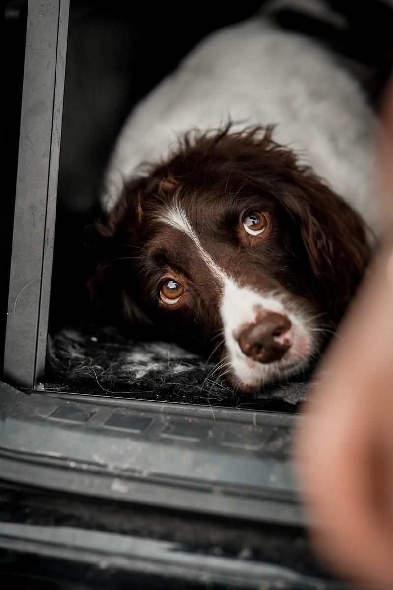Hund af racen Spring Spaniel ligger i bagagerummet på en bil og kigger op