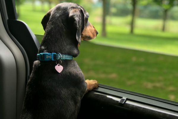 Hund sidder og kigger ud på et grønt område fra en parkeret bil