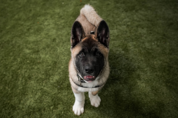 Hunden Bobby står på en græsplæne og kigger op i kameraet