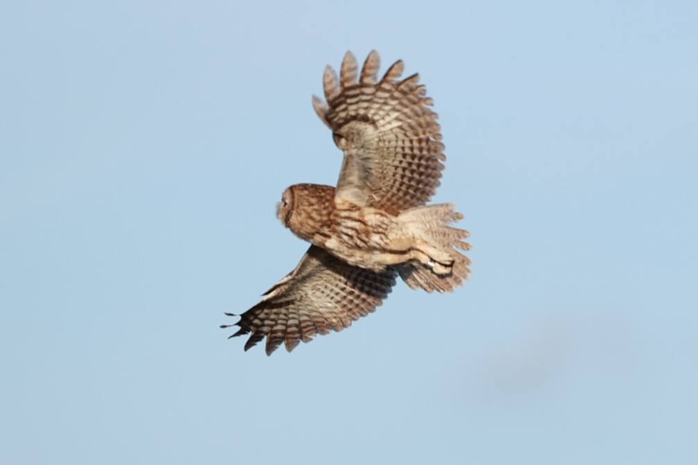 Natuglen er nataktiv og finder sin føde om natten. Derfor blev den genudsat en sen eftermiddag den 1. marts. Foto: Jimmy Leen Friis Natugle svæver med vingerne ude på en blå himmel