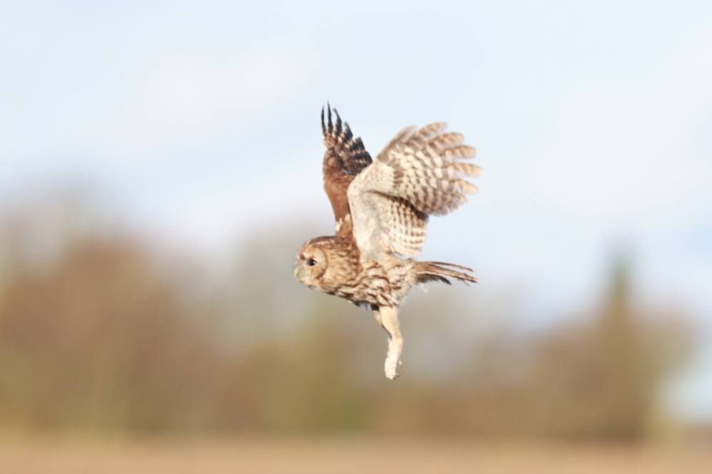 Natuglen er den første ugle, der blev genudsat fra Kalenderkvarterets Vildtplejestation i Aarhus i 2025. Foto: Jimmy Leen Friis Natuglen flakser med vingerne, da den letter og flyver udover markerne