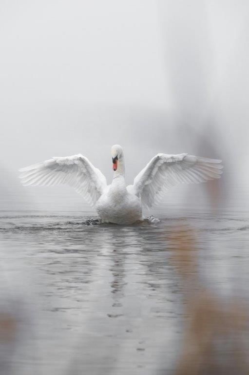 svane
