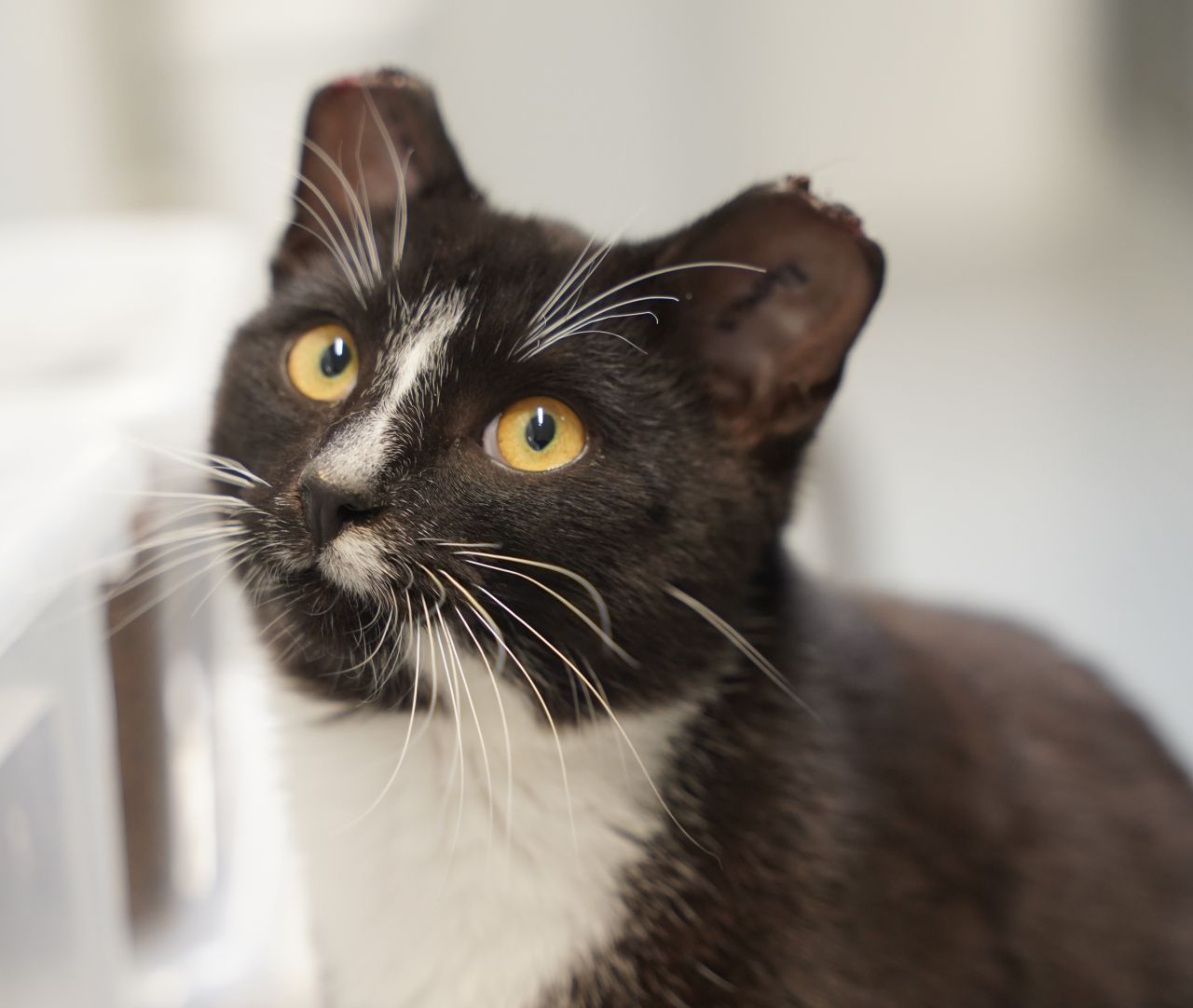 I 2024 modtog Dyrenes Beskyttelses internater 9.513 katte, hvoraf kun få kunne spores tilbage til en ejer. Her ses katten Walther, der tidligere i år blev fundet med afklippede ørespidser. Han var hverken mærket eller registreret, men er siden blevet tilset af en dyrlæge og har fået pleje hos Dyrenes Beskyttelse Århus. Foto: Stine Skov-Jensen/Dyrenes Beskyttelse Walther