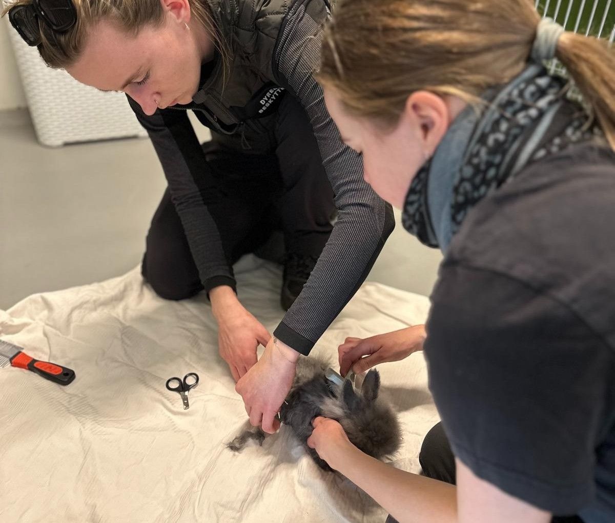 De fire kaniner fik ordnet deres pels på Dyrenes Beskyttelses internat i Århus. Nu kan bevæge sig bedre og se ud af øjnene. Foto: Dyrenes Beskyttelse En kanins pels bliver klippet af to internatmedarbejdere.