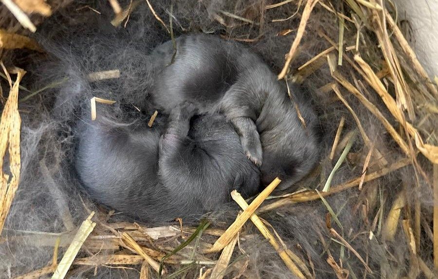 Kun to af Auroras fem unger overlevede efter fødslen. Heldigvis har de klaret sig godt og er snart klar til adoption. Foto: Stine Skov-Jensen/Dyrenes Beskyttelse To små kaninunger i reden.
