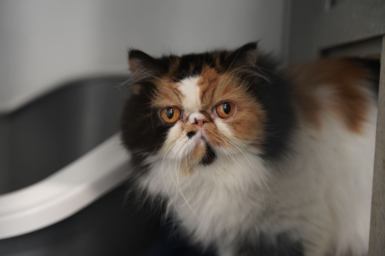 Kat med flad snude kigger i kamera. 