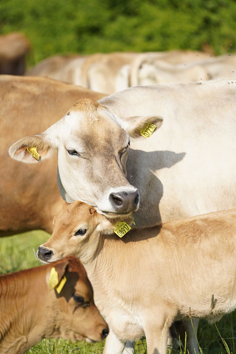 Det er vigtigt at sætte kræfterne ind på landbrugsdyrenes ve og vel, så de ikke bliver klemt i klimadagsordenen, hvor for eksempel mindre plads til dyrene kan gøre dem mere klimavenlige. Foto: Thomas Degner Ko med kalv på græs. Sol og sommer.