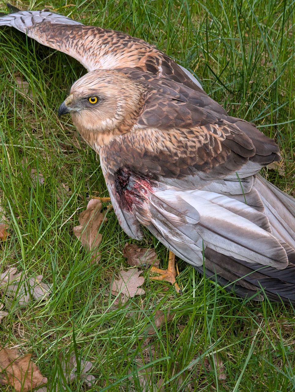 Rørhøgen indtog antibiotika ved, at det blev sprøjtet i kyllingestykker, som blev fodret til den. Foto: Jacob A. Lyngbo Såret rørhøg har stort sår på venstre vinge. Vingerne er spredt ud, og høgen sidder i græsset.